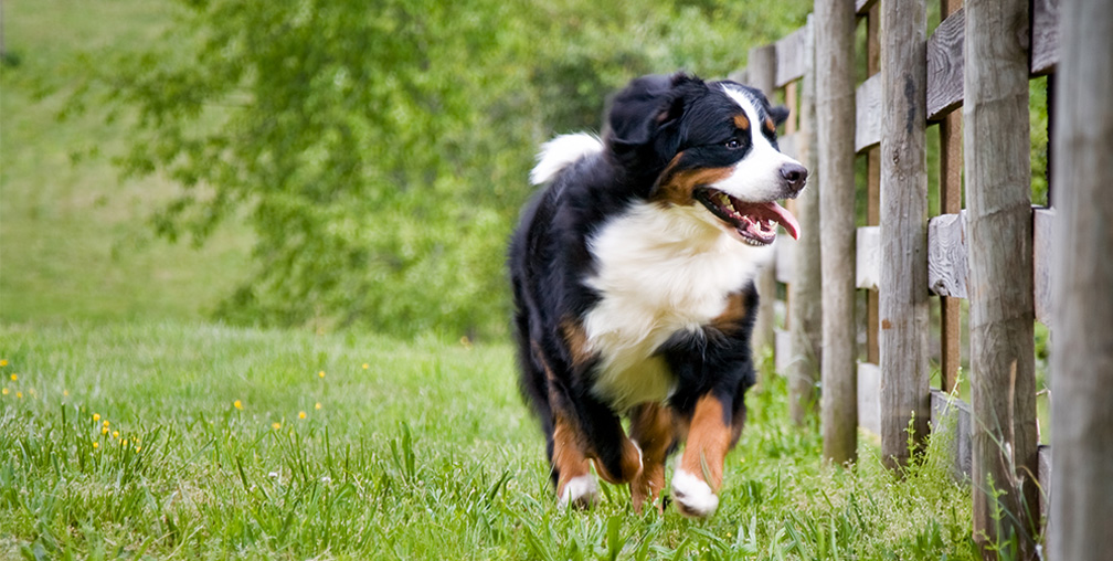 Big Dog Running Alongside Wood Fence