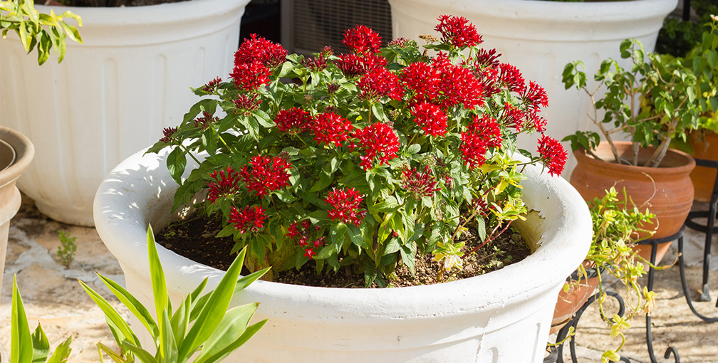 Red Potted Plant on Backyard Deck