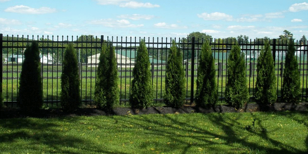 Aluminum privacy fence with tree idea