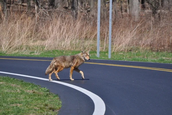 coyote fence