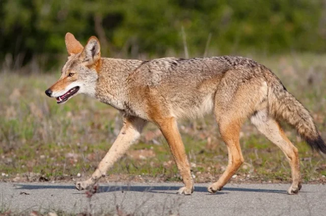 What Makes a Coyote Proof Fence Actually Work?